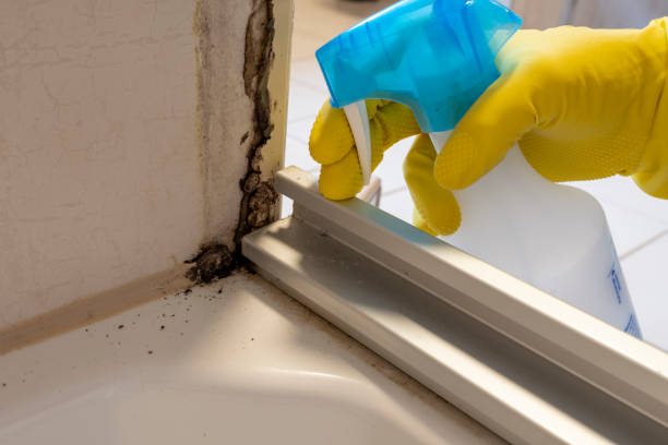 Best Mold Damage Repair  in Elmhurst, IL