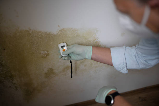 Best Black Mold Removal  in Elmhurst, IL