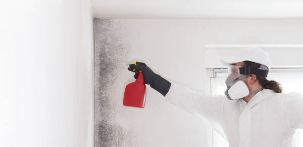Best Toxic Mold Removal  in Elmhurst, IL