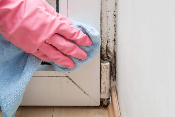 Best Black Mold Removal  in Elmhurst, IL
