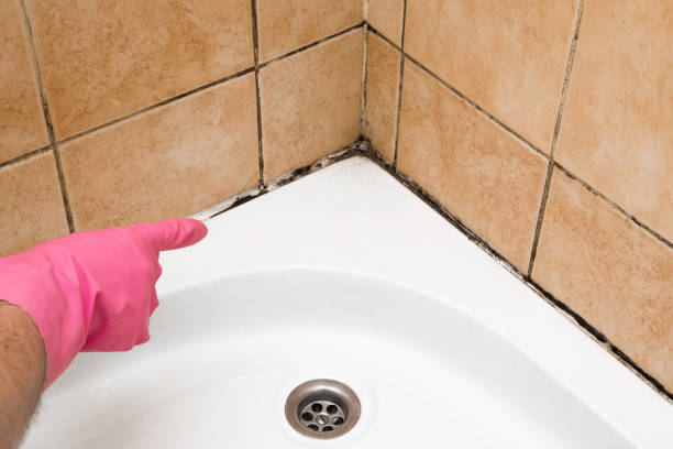 Best Commercial Mold Removal  in Elmhurst, IL
